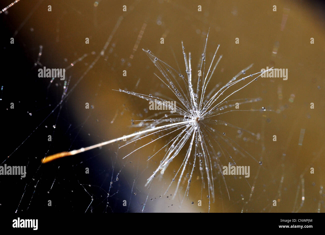 Le pissenlit (Taraxacum spec.), dans l'achaine d'araignée Banque D'Images