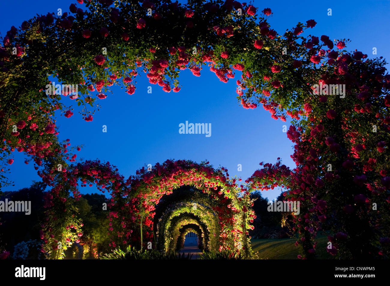 Rose (Rosa spec.), Rose jardin d'essai, le Beutig rose coudes à heure bleue, Allemagne, Bade-Wurtemberg, Baden-Baden Banque D'Images