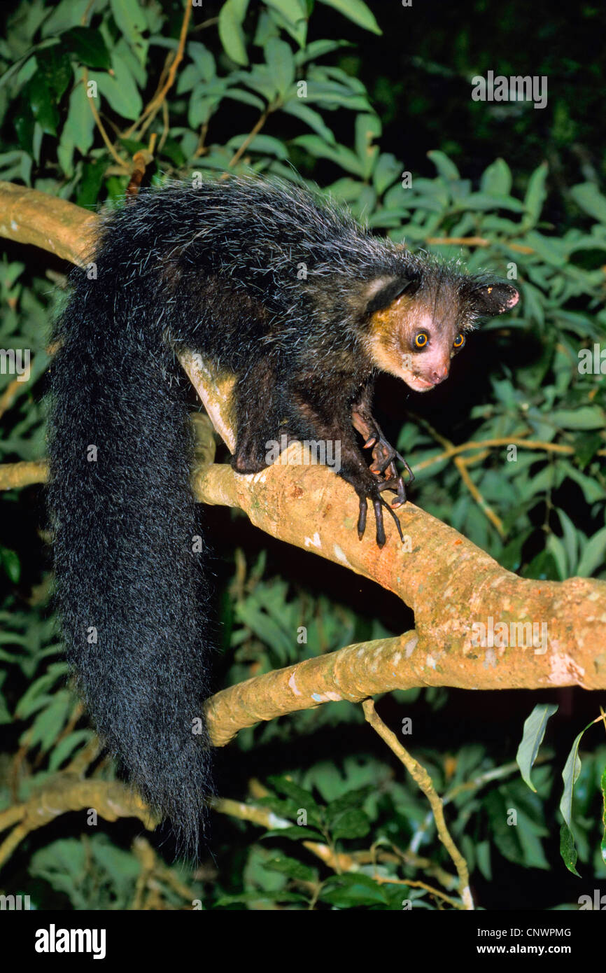 Aye-aye (Daubentonia madagascariensis), femme assise sur une branche, Madagascar Banque D'Images