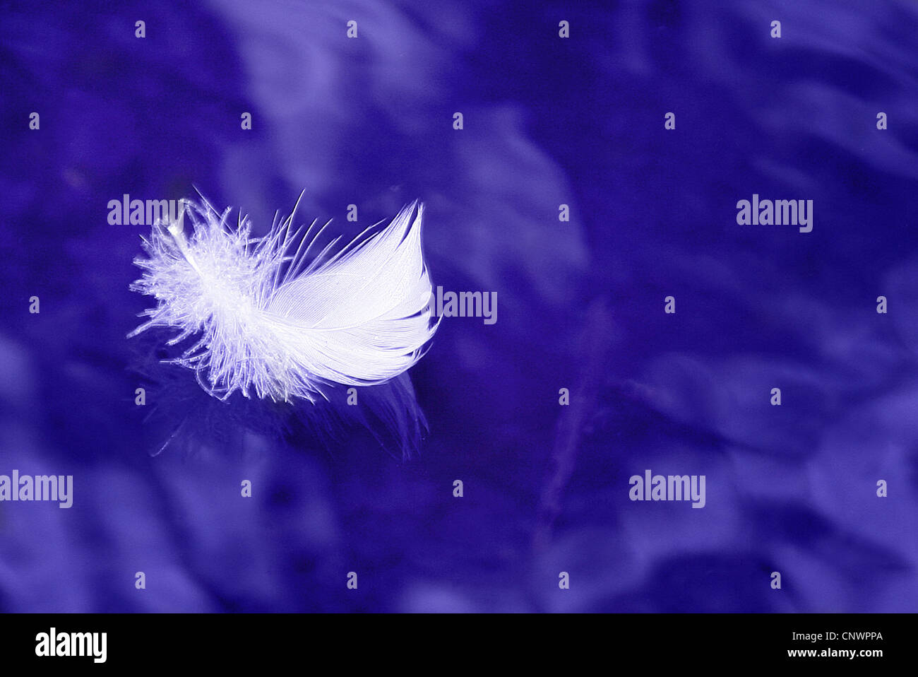 Plume sur l'eau Banque D'Images