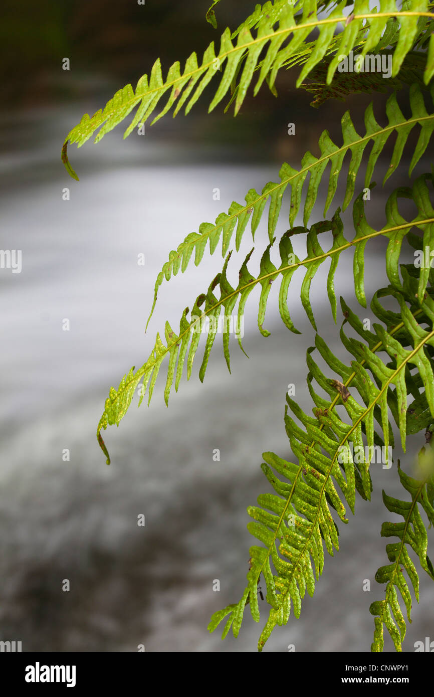 Polypodium vulgare Banque de photographies et d’images à haute ...