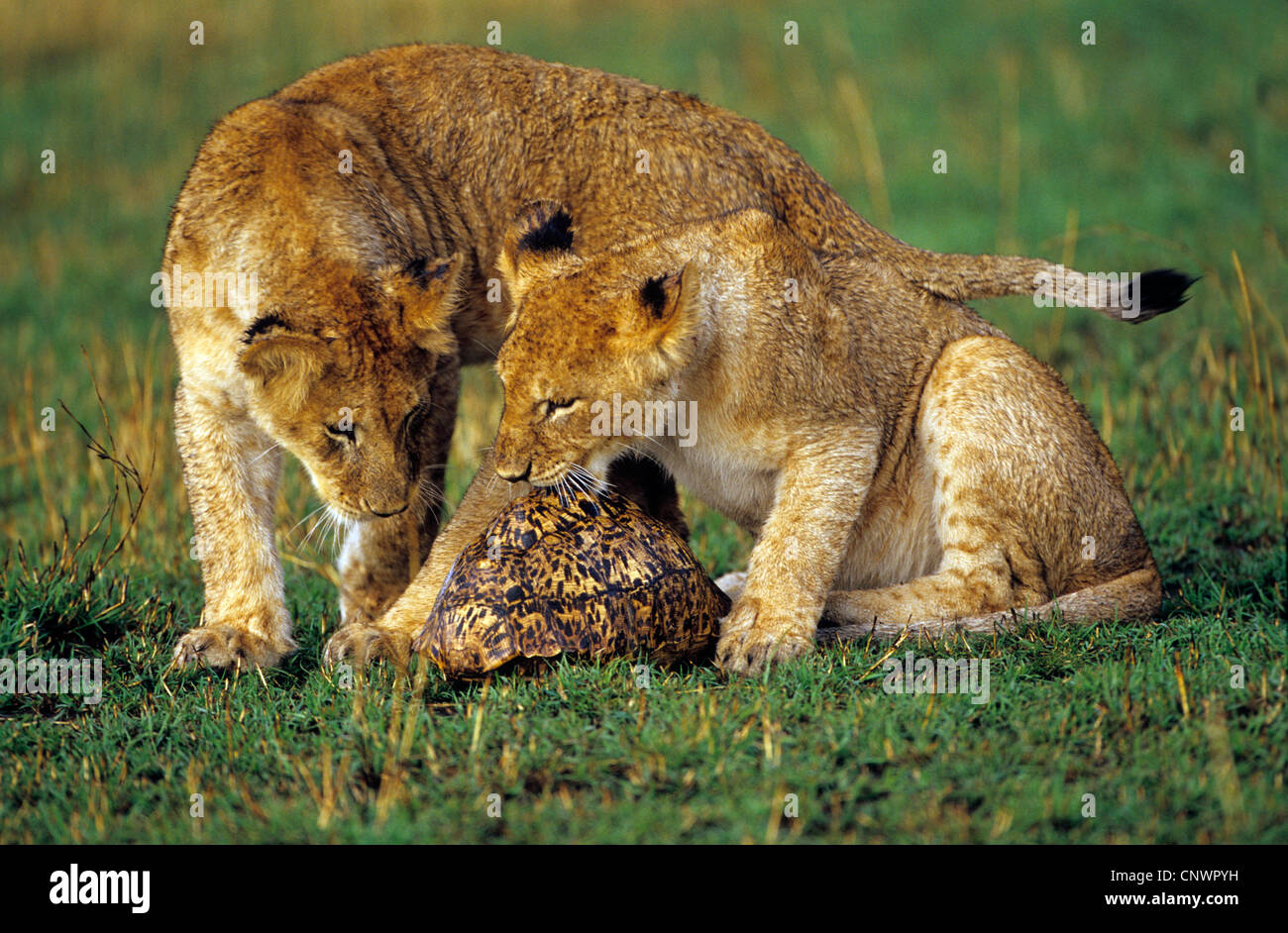 Lion (Panthera leo), jeunes lions jouant avec une tortue Banque D'Images