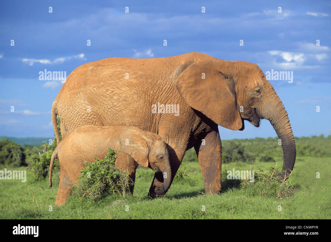 L'éléphant africain (Loxodonta africana), avec chiot dans savannah Banque D'Images