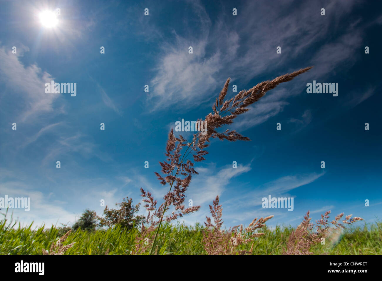 Petit bois-reed, actaeon (Calamagrostis epigejos), la floraison, l'Allemagne, Mecklembourg-Poméranie-Occidentale Banque D'Images
