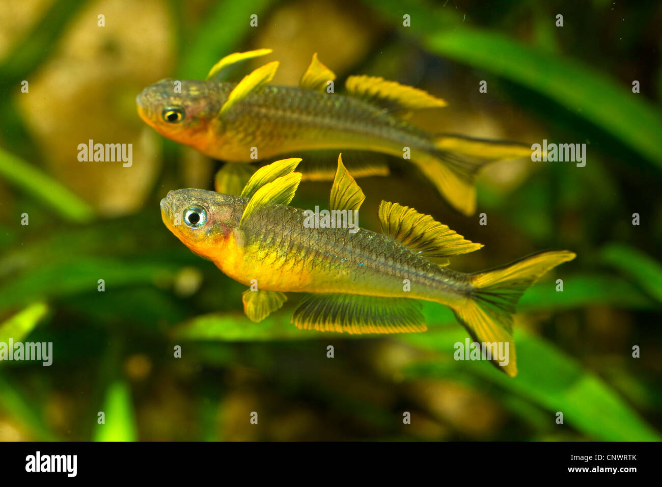 Queue fourchue (rainbowfish Pseudomugil furcatus), deux mâles montrant un comportement impressionnant Banque D'Images