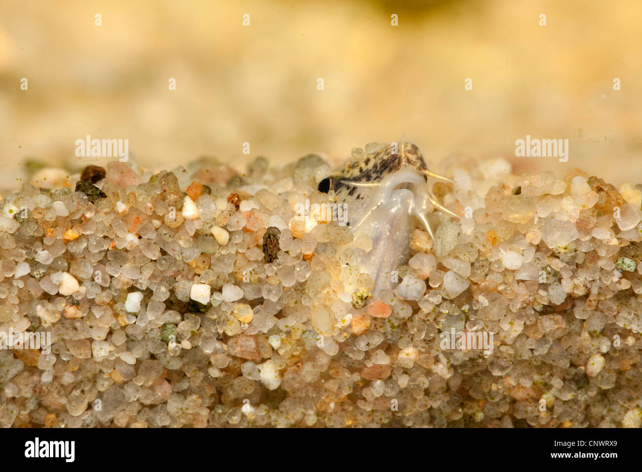 Golden loach (Cobitis aurata), poisson creusé dans la masse de sable avec la bouche qui sort Banque D'Images