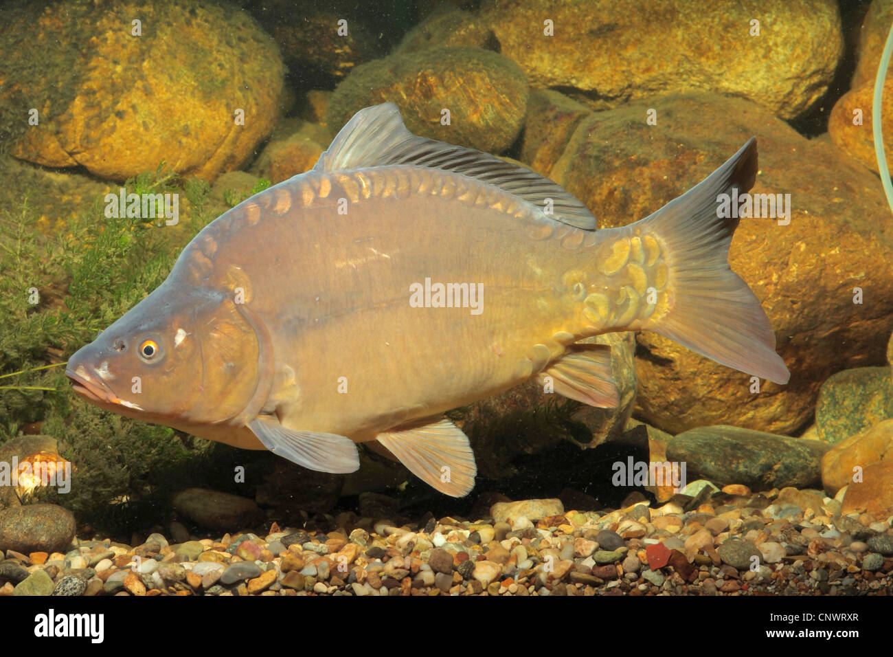 La carpe, la carpe commune, la carpe (Cyprinus carpio), carpe cuir, Germany Banque D'Images