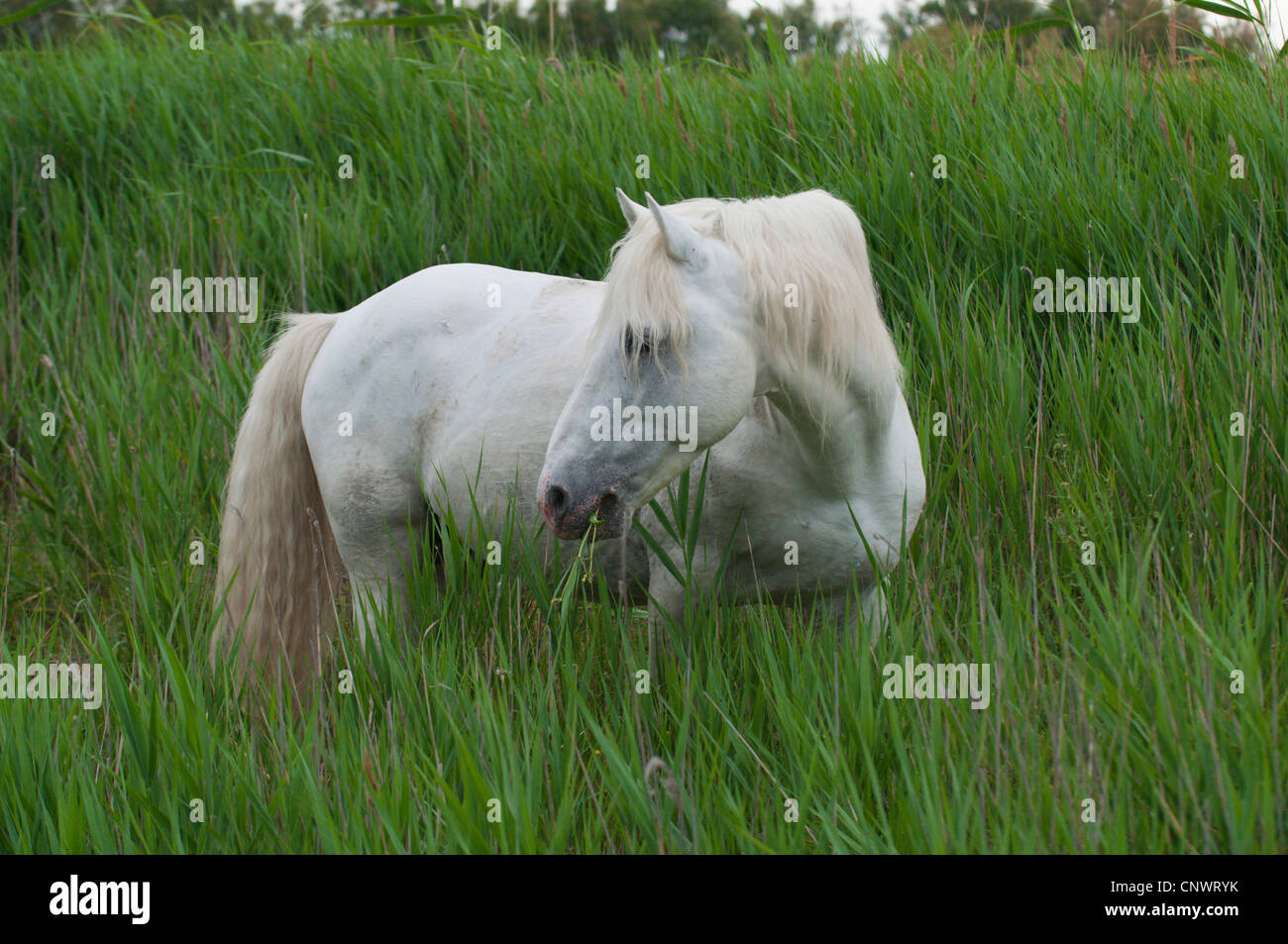 Cheval de Camargue (Equus caballus przewalskii. f), comité permanent, l'alimentation reed, France, Camargue Banque D'Images