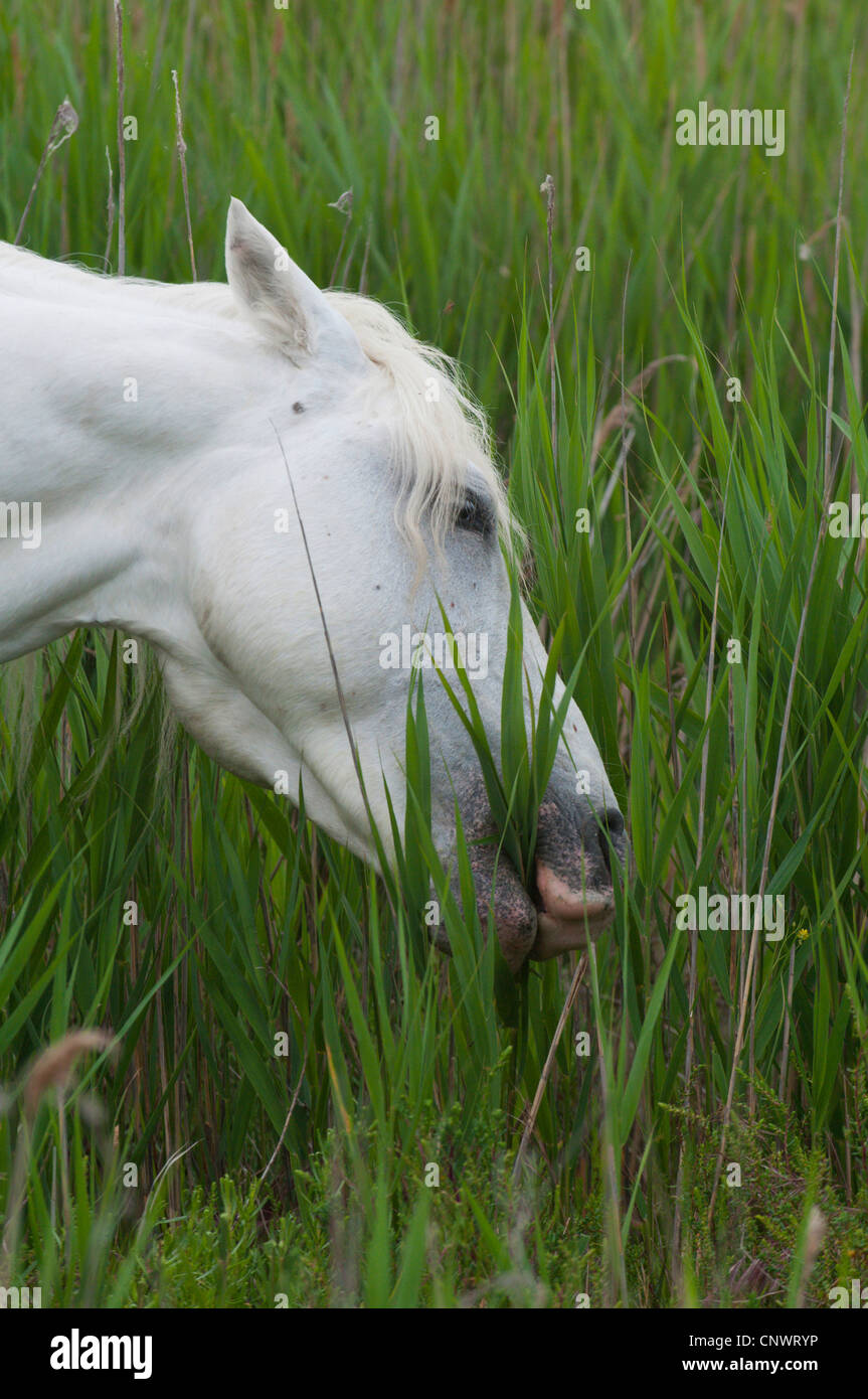 Cheval de Camargue (Equus caballus przewalskii. f), l'alimentation reed, France, Camargue Banque D'Images