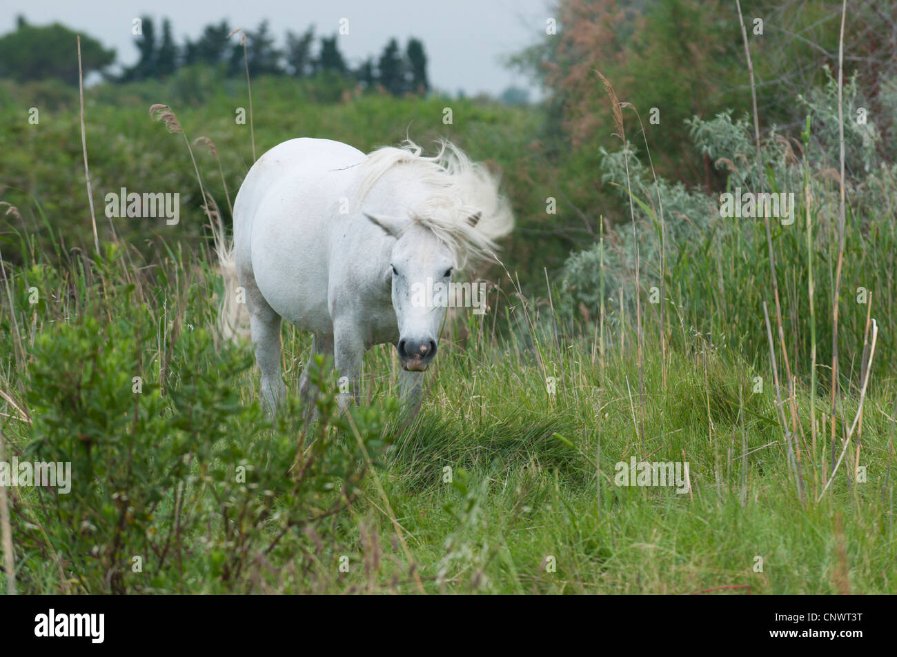 Cheval de Camargue (Equus caballus przewalskii. f), secouant sa crinière, la France, la Camargue Banque D'Images