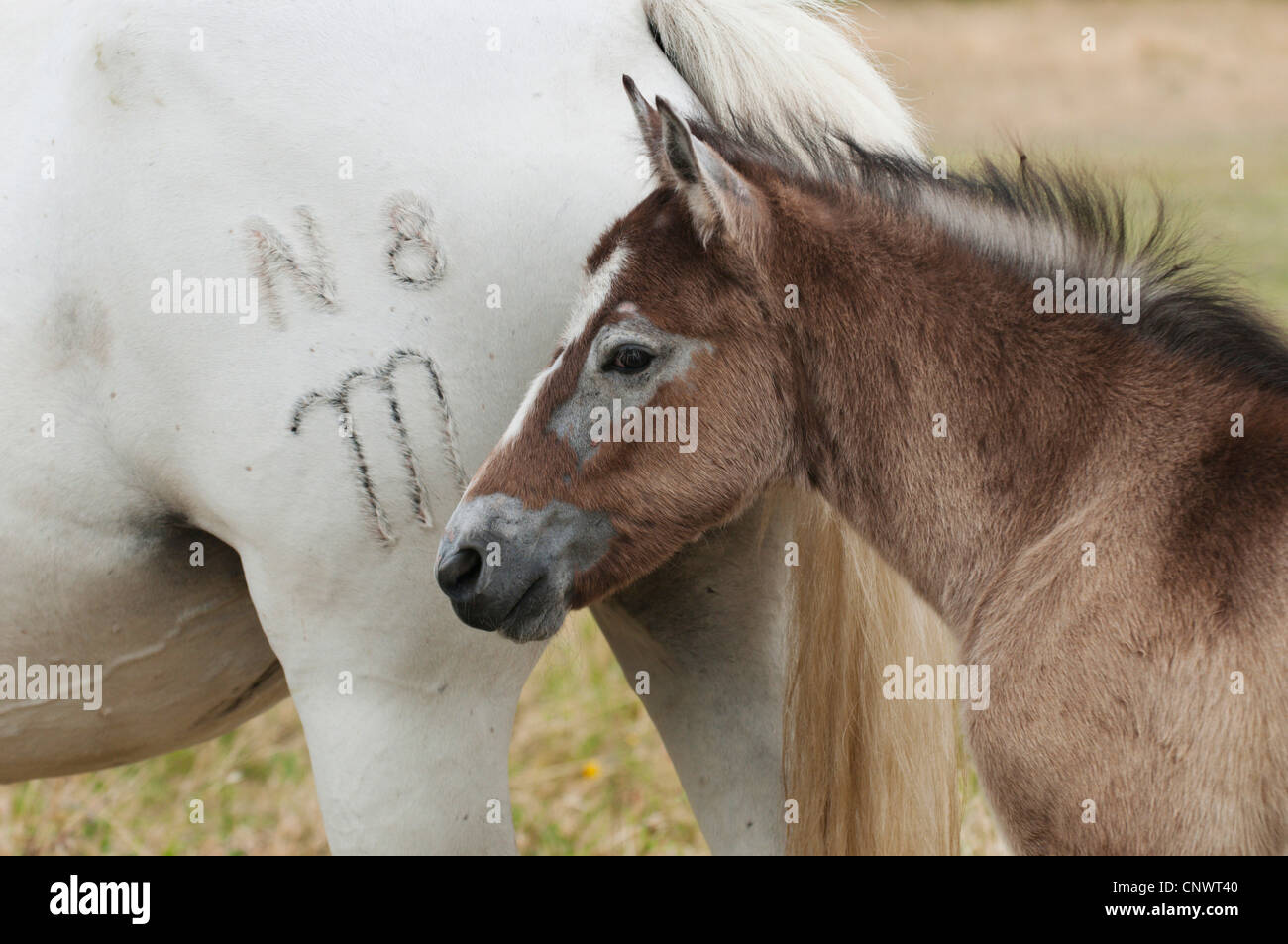 Cheval de Camargue (Equus caballus przewalskii f.), blanc et marron marque mare avec poulain, France, Camargue Banque D'Images