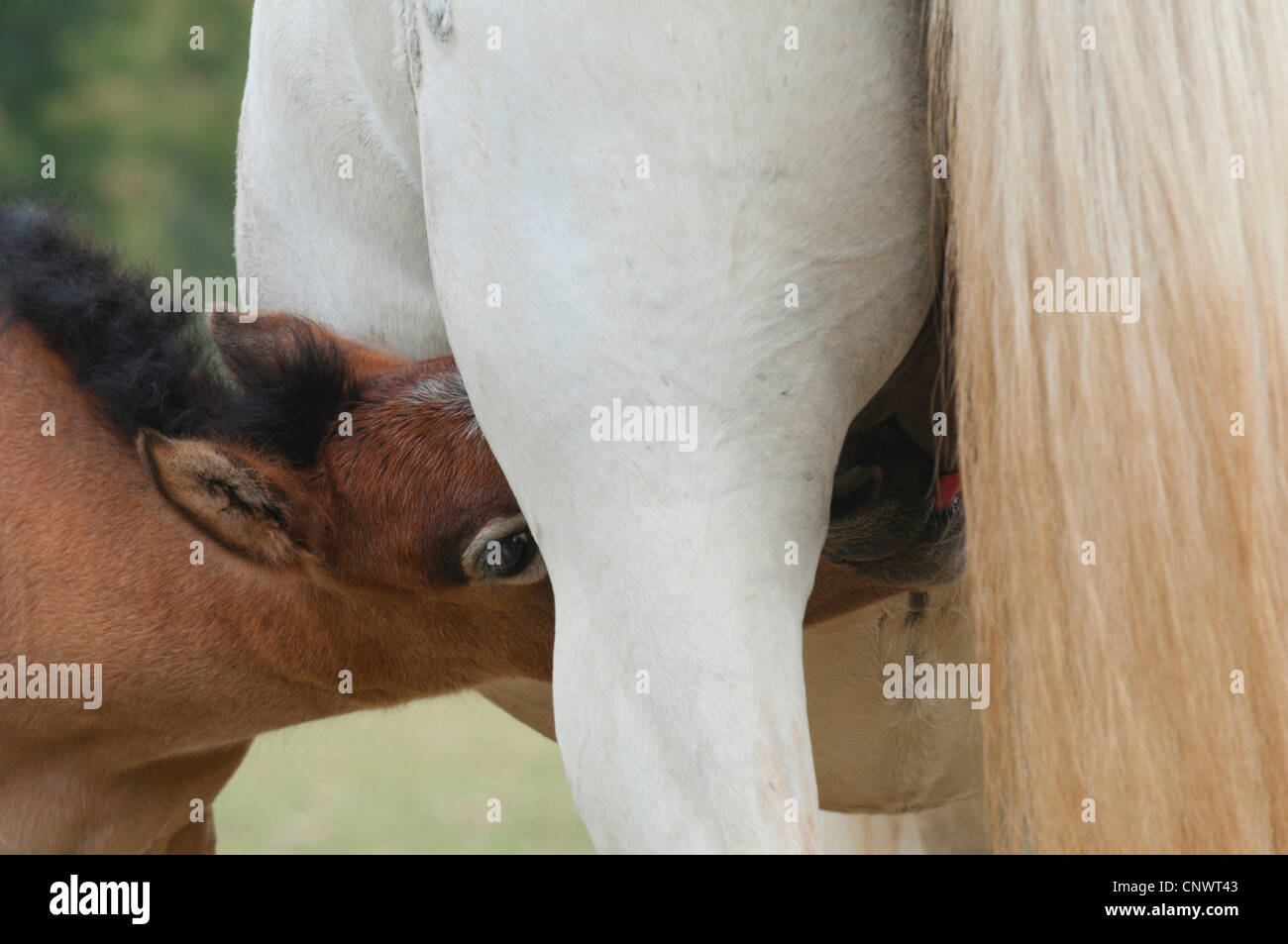 Cheval de Camargue (Equus caballus przewalskii. f), mare suckling son poulain, France, Camargue Banque D'Images