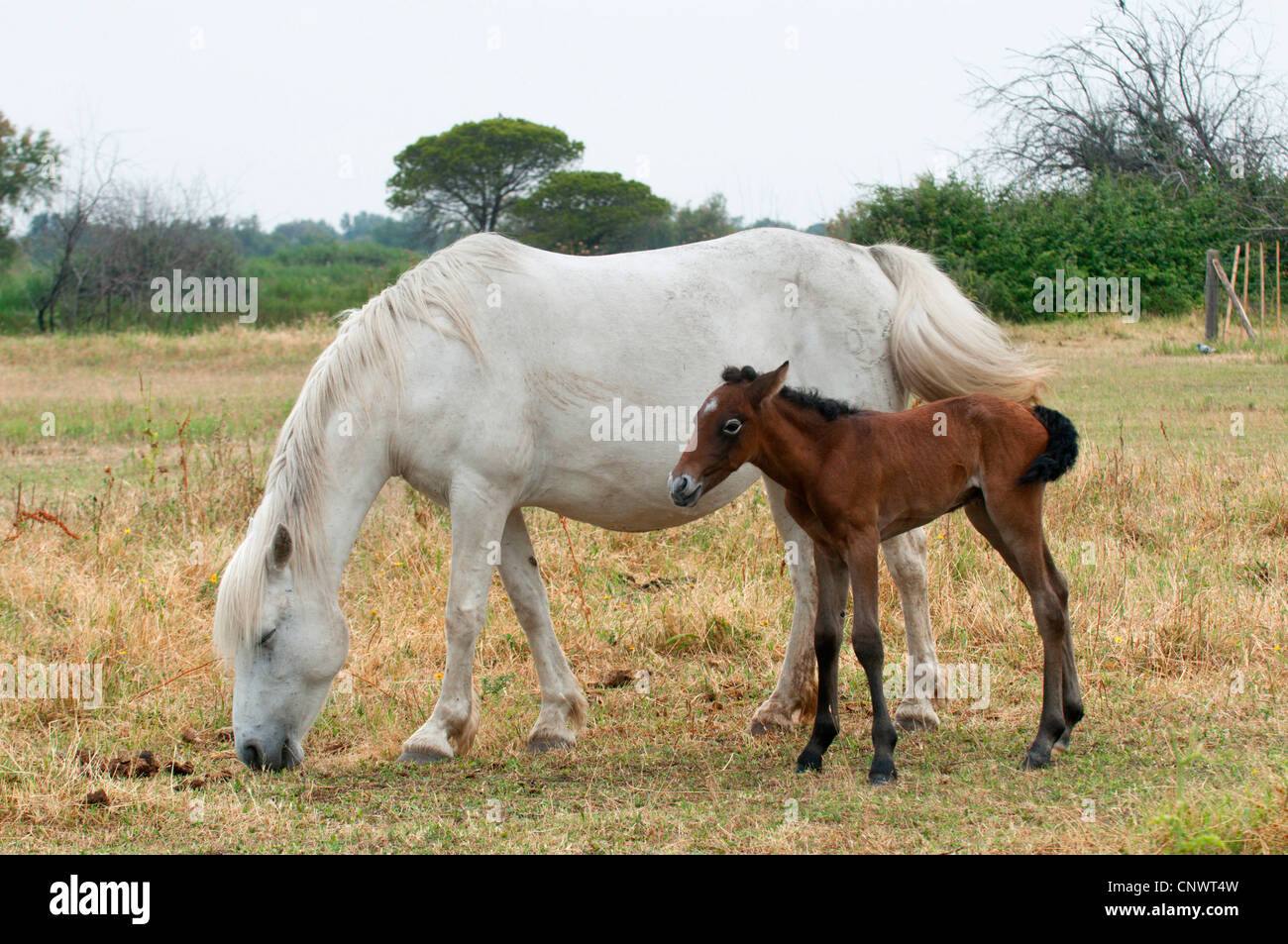 Cheval de Camargue (Equus caballus przewalskii. f), nouvelle naissance poulain debout de côté sa mère de navigation, la France, la Camargue Banque D'Images