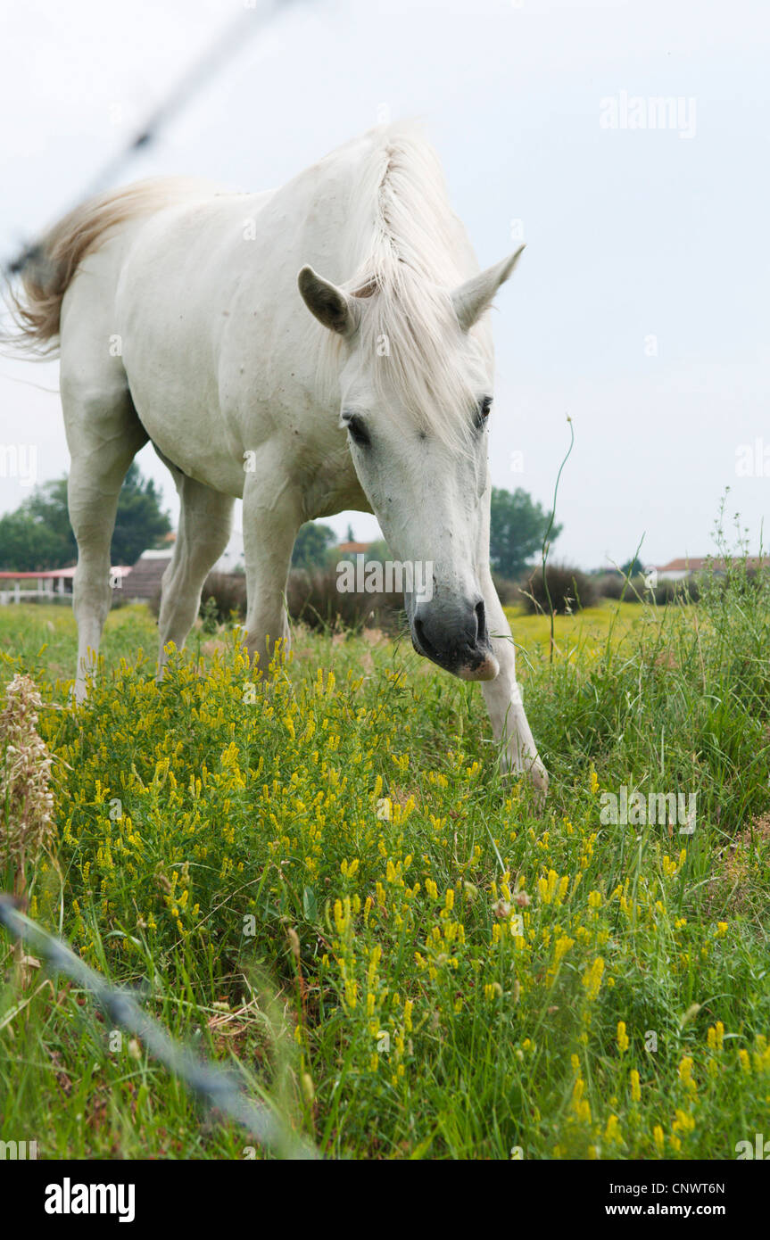 Cheval de Camargue (Equus caballus przewalskii. f), en agitant à la clôture de l'alpage, France, Camargue Banque D'Images