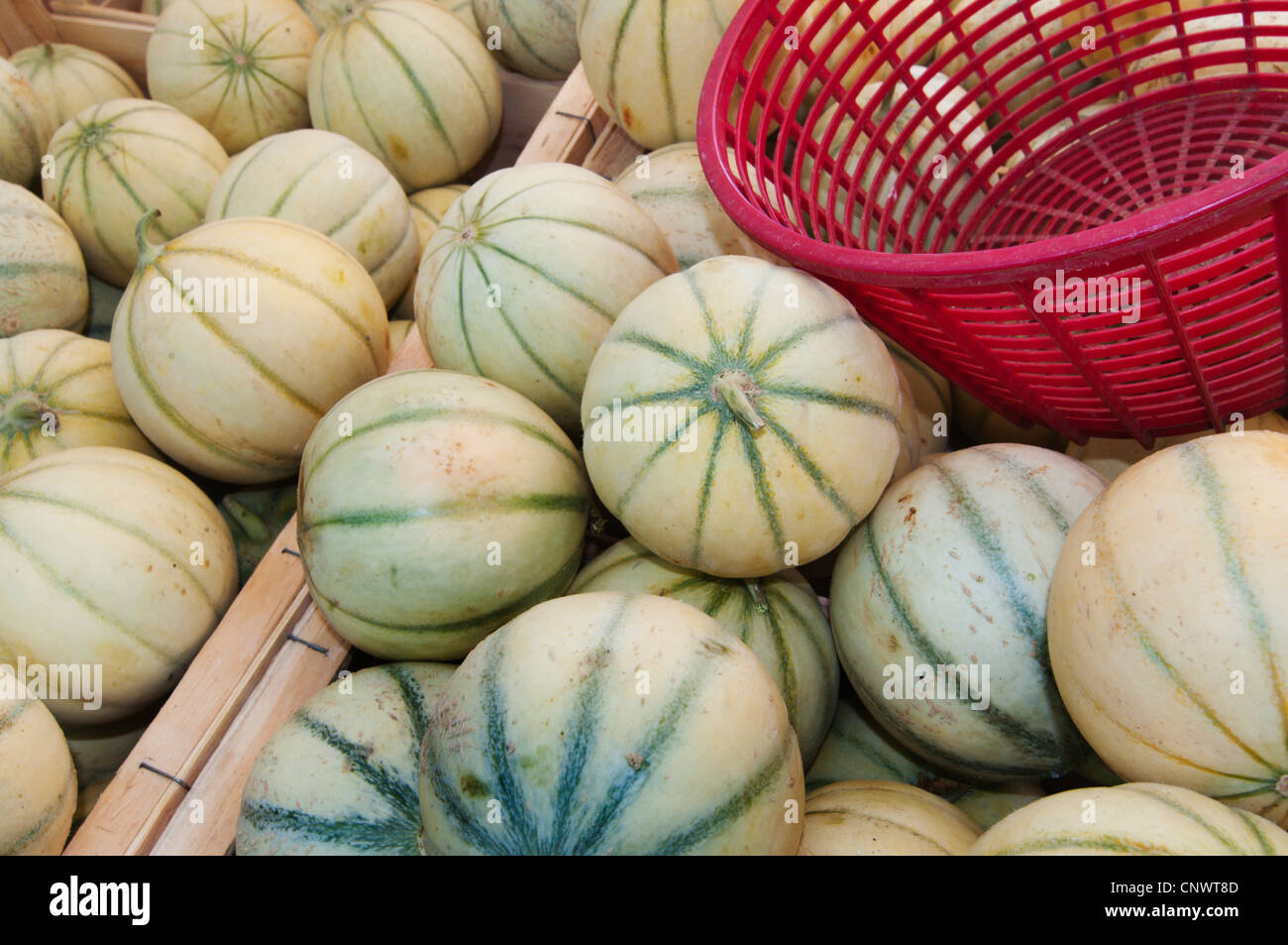 Melone Charentais (Cucumis melo var. cantalupensis), au marché hebdomadaire ; une sorte de la cantaloup, France, Languedoc-Roussillon, Saint Gilles Banque D'Images