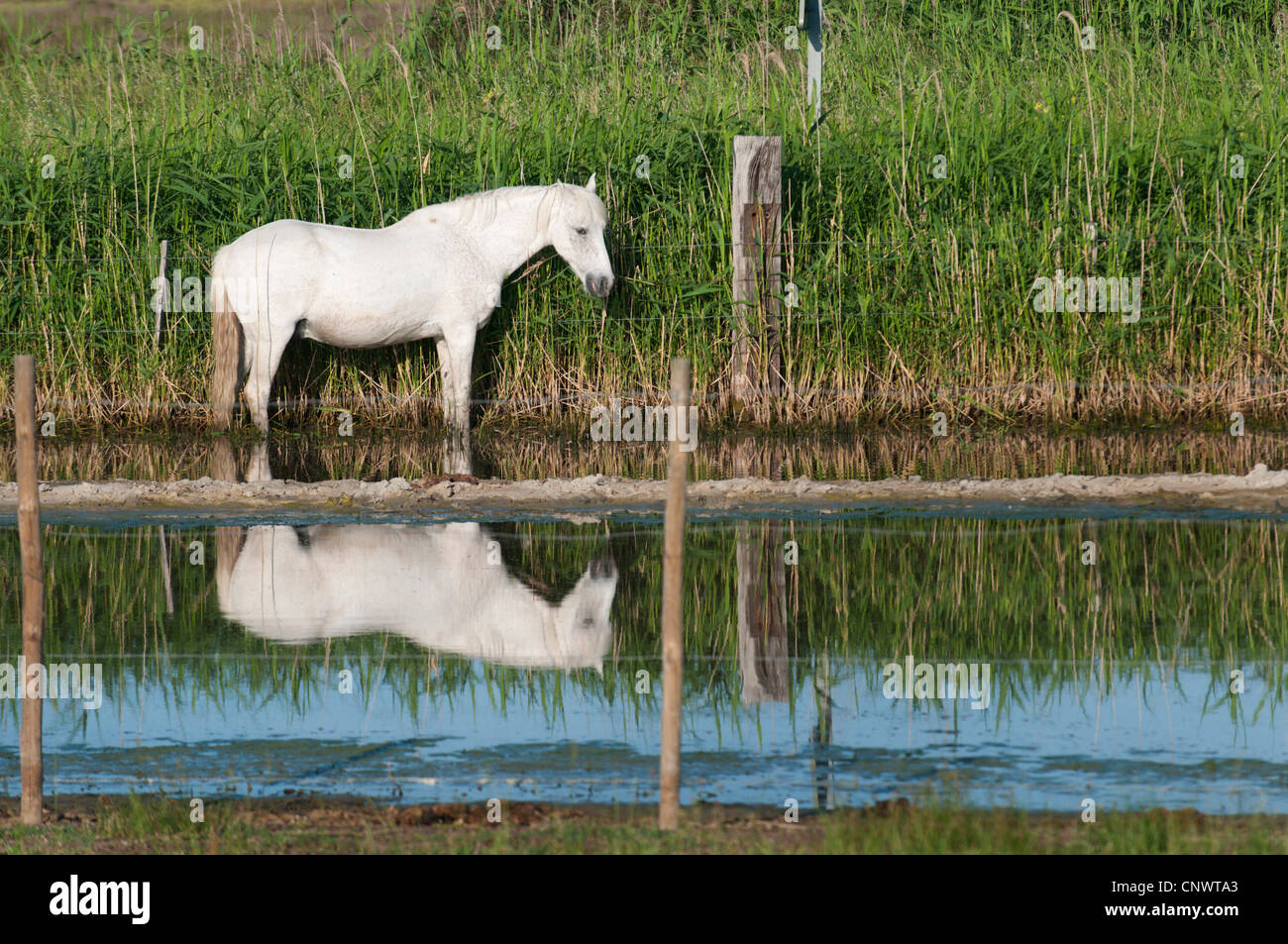 Cheval de Camargue (Equus caballus przewalskii. f), debout dans l'eau à une clôture, l'alimentation reed, France, Camargue Banque D'Images