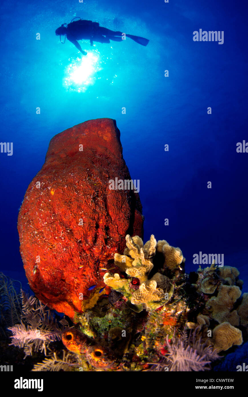 Éponge vase, éponge Ircinia bell (Campana), plongeur natation plus rock recouvert d'éponges, le Belize, la mer des Caraïbes Banque D'Images