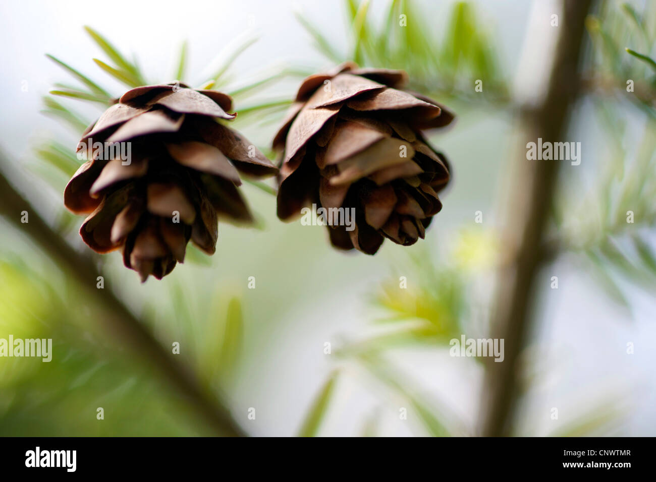 La pruche de l'épinette, la pruche (Tsuga canadensis), cônes sur une branche Banque D'Images