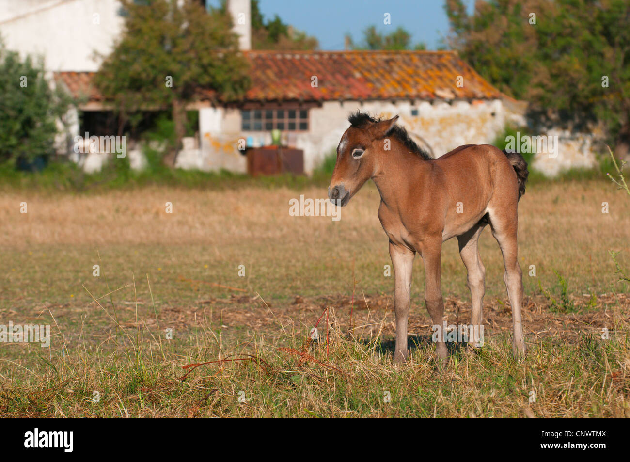 Cheval de Camargue (Equus caballus przewalskii. f), poulain debout sur un pâturage, France, Camargue Banque D'Images