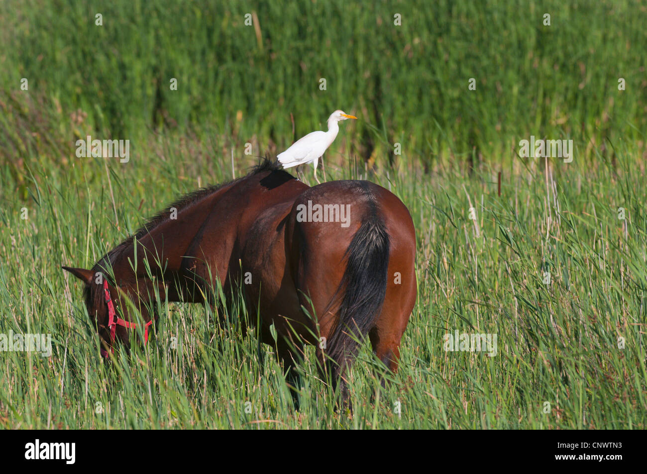 Héron garde-boeuf, buff-soutenu heron (Ardeola ibis, Bubulcus ibis), assis sur le dos d'un cheval brun, France, Camargue Banque D'Images