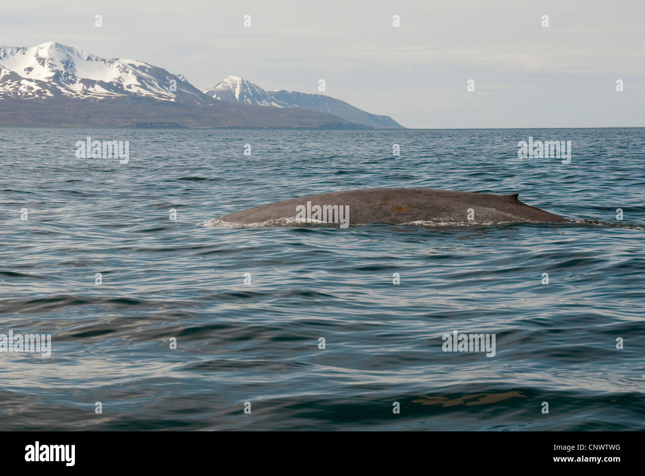 Rorqual bleu (Balaenoptera musculus), émergent, l'Islande Banque D'Images