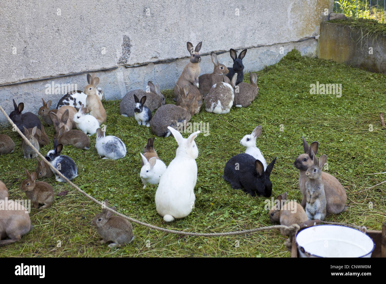 Lapin domestique (Oryctolagus cuniculus f. domestica), grand nombre de tailles et de couleurs à l'open-air de l'enceinte d'une ferme Banque D'Images