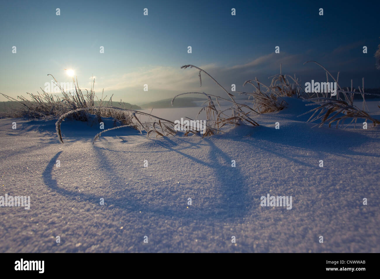 Givre herbes couvertes de neige au lever du soleil, de l'Allemagne, la Saxe, Vogtlaendische Schweiz Banque D'Images