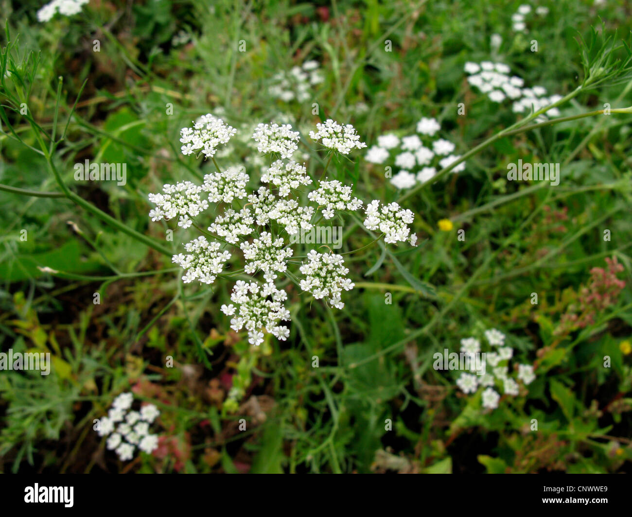 Bullwort, cure-dents ammi, Bishop's flower (Ammi majus), blooming, Canaries, Gomera Banque D'Images