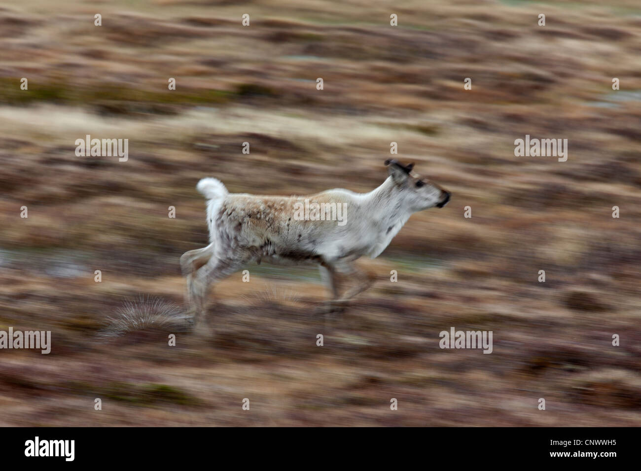 Le renne (Rangifer tarandus) tournant sur la toundra en été, Jaemtland, Suède Banque D'Images