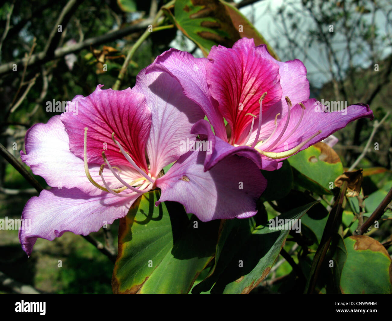 Mountain Ebony, Orchid Tree (Bauhinia variegata), fleurs, Canaries, Gomera Banque D'Images