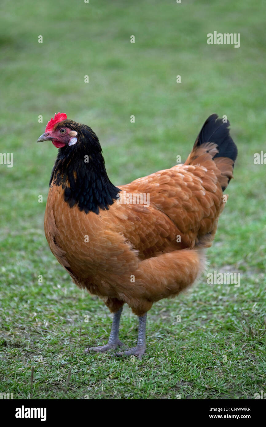 Vorwerk (Gallus gallus domesticus) poule, race de poule originaire de l'Allemagne Banque D'Images