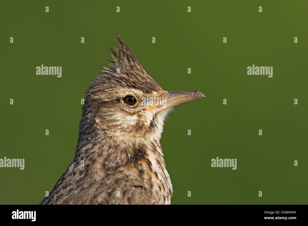 (Galerida cristata crested lark), portrait, Grèce, Lesbos, Kalloni Salt Pans Banque D'Images