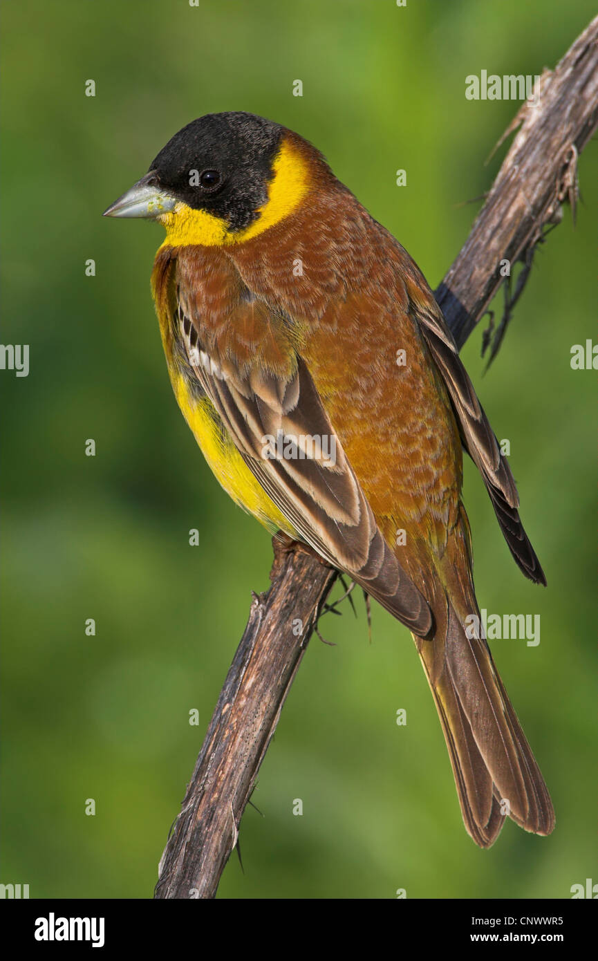 À tête noire (Emberiza melanocephala), homme assis sur un tronc sec, Grèce, Lesbos Banque D'Images
