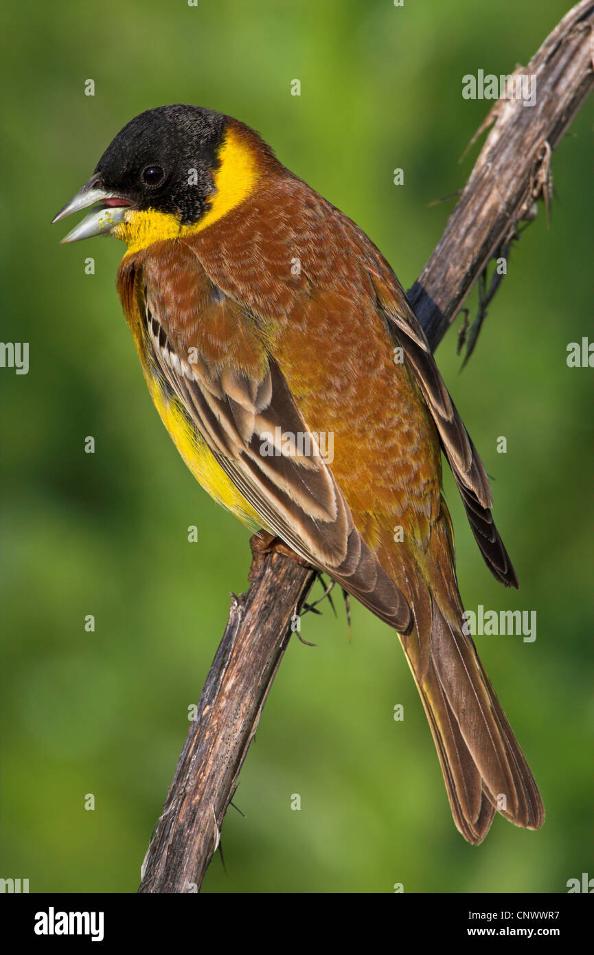 À tête noire (Emberiza melanocephala), homme assis et chantant sur une tige sèche, Grèce, Lesbos Banque D'Images