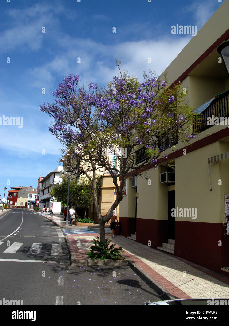 (Jacaranda Jacaranda mimosifolia), à la frontière de la rue d'arbres en fleurs, Canaries, la Gomera, Valle Gran Rey Banque D'Images