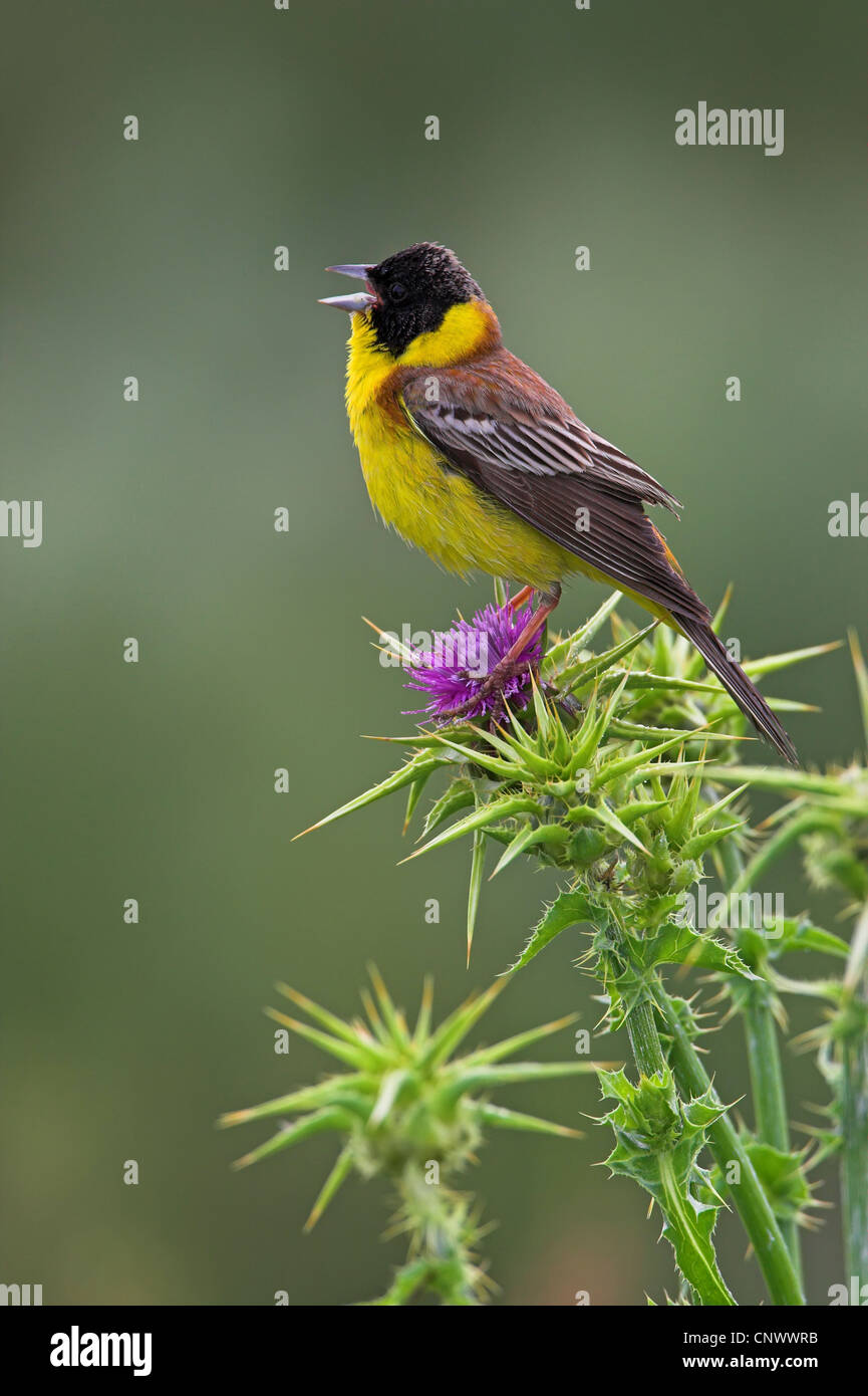 À tête noire (Emberiza melanocephala), homme assis et chantant sur un chardon, Grèce, Lesbos Banque D'Images
