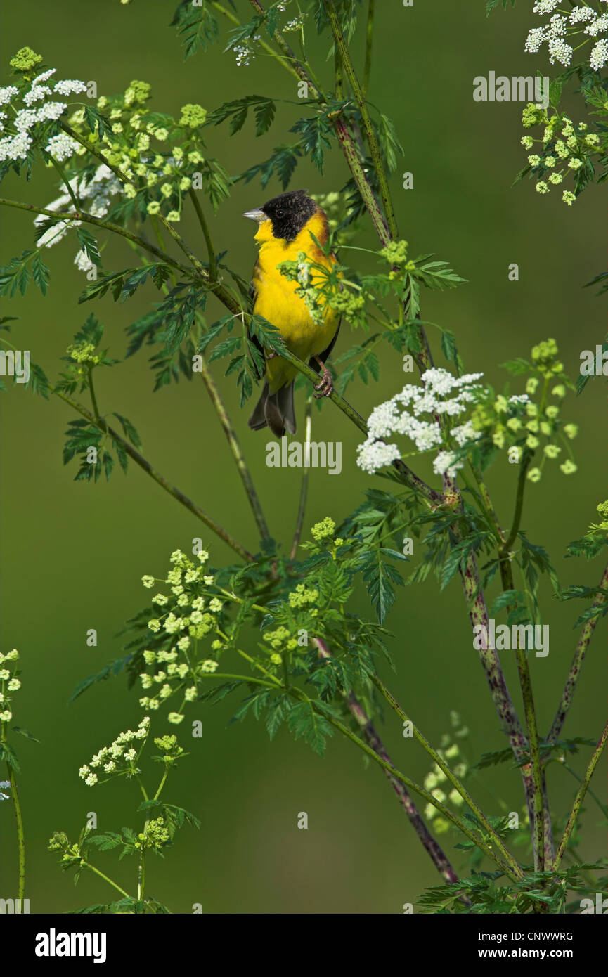 À tête noire (Emberiza melanocephala), homme assis dans un Faisceau conducteur collatéral ouvert en fleurs blanches, Grèce, Lesbos Banque D'Images