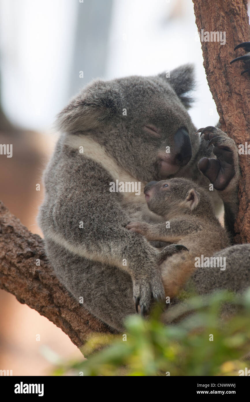 Maman Koala Et Les Tres Jeunes Enfants Photo Stock Alamy
