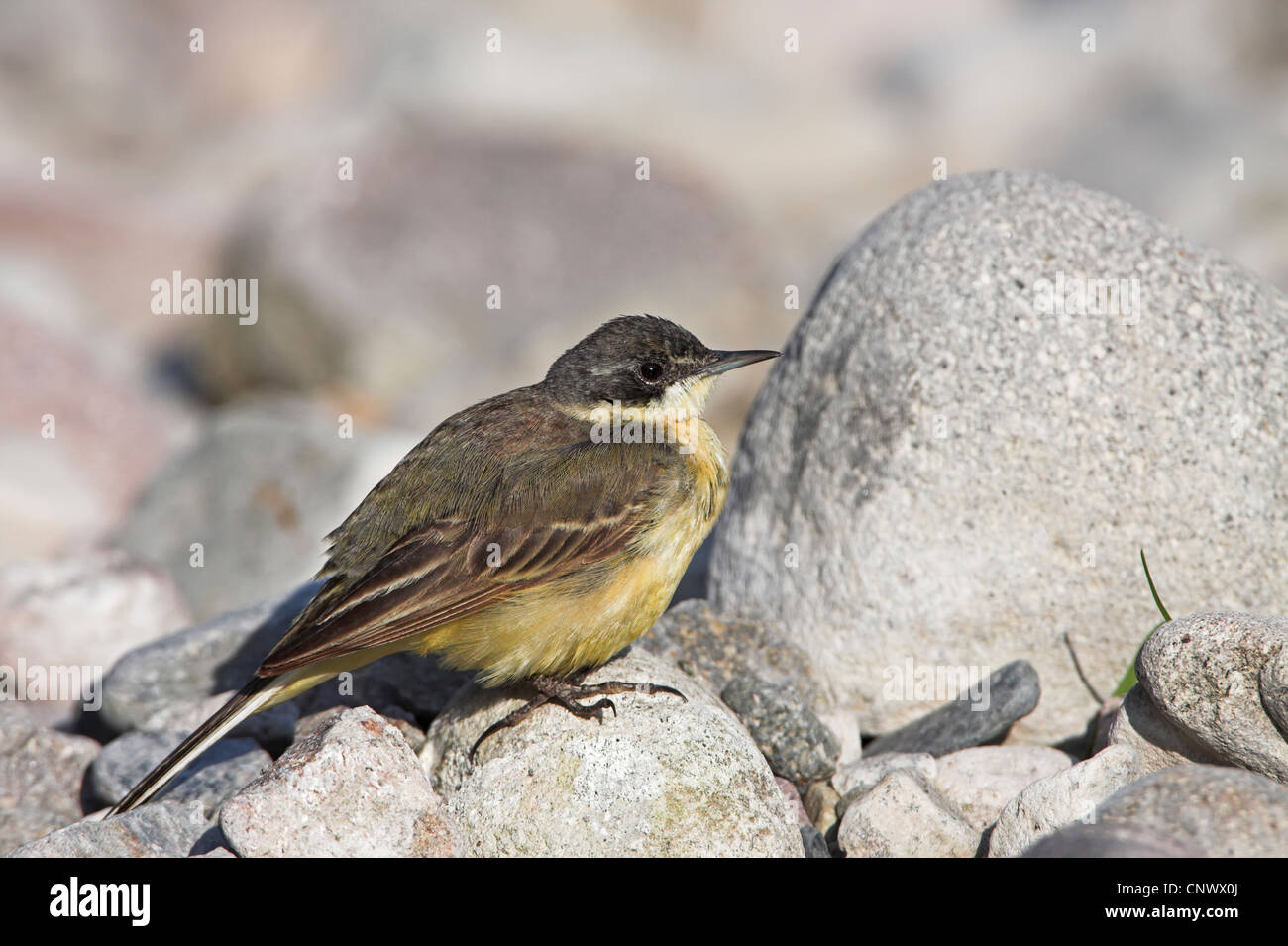 Bergeronnette printanière-noir (Motacilla flava feldegg, Motacilla feldegg), assis sur des pierres, de la Grèce, Lesbos, Faneromeni Banque D'Images