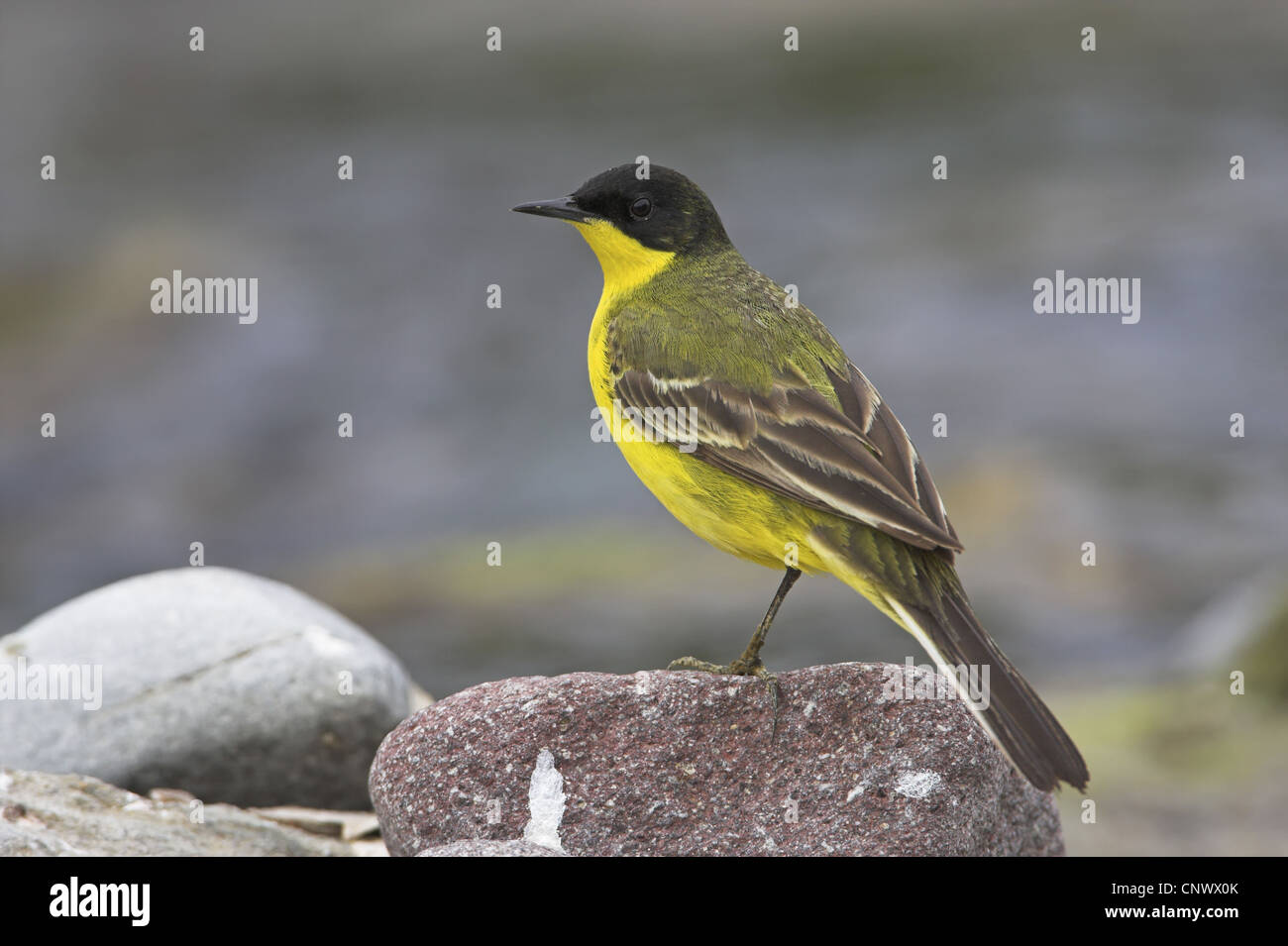 Bergeronnette printanière-noir (Motacilla flava feldegg, Motacilla feldegg), assis sur une pierre, la Grèce, Lesbos, Faneromeni Banque D'Images