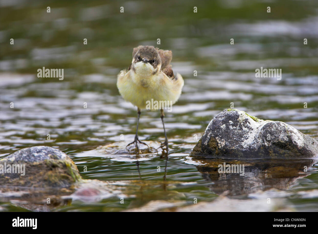 Bergeronnette printanière-noir (Motacilla flava feldegg, Motacilla feldegg), debout sur une pierre dans l'eau, de la Grèce, Lesbos, Faneromeni Banque D'Images