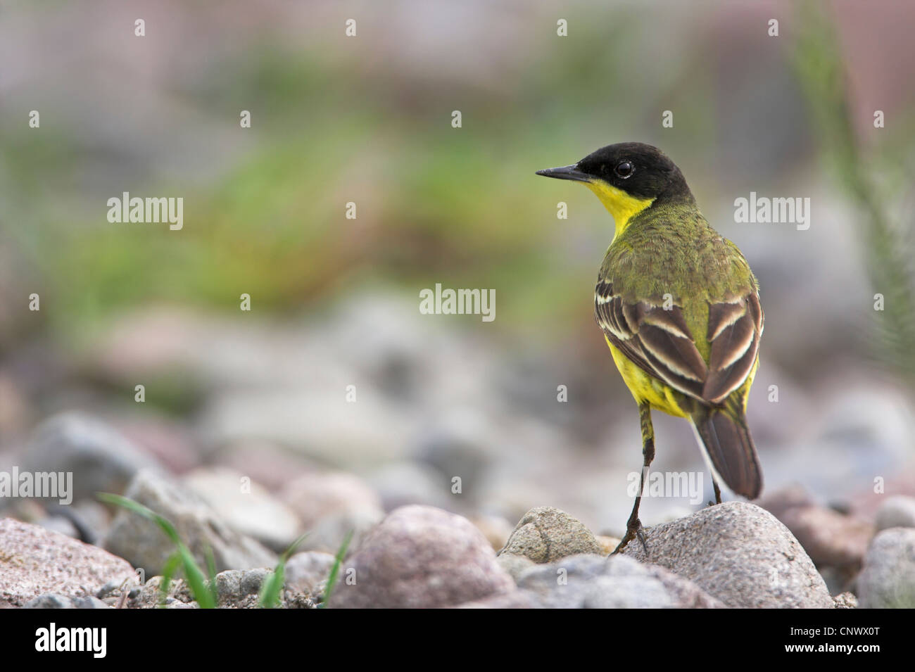 Bergeronnette printanière-noir (Motacilla flava feldegg, Motacilla feldegg), debout sur une pierre, la Grèce, Lesbos, Faneromeni Banque D'Images