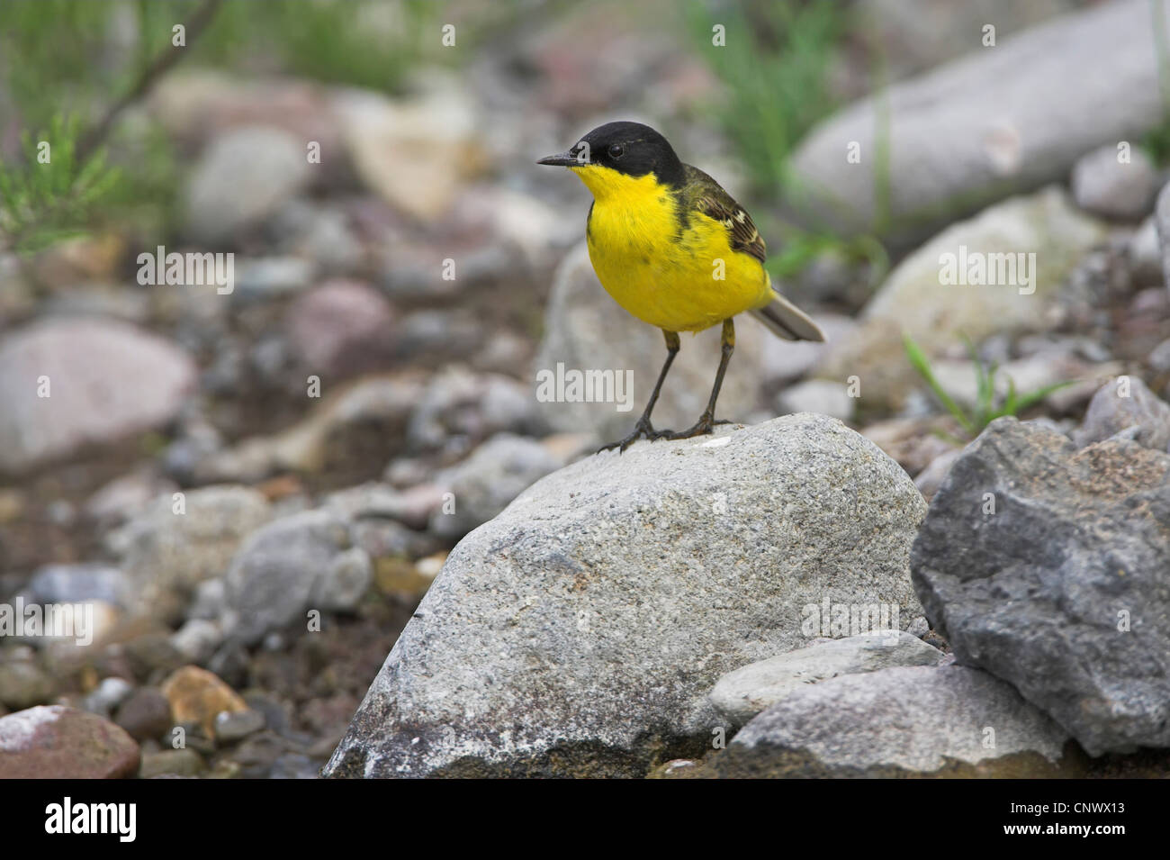 Bergeronnette printanière-noir (Motacilla flava feldegg, Motacilla feldegg), debout sur une pierre, la Grèce, Lesbos, Faneromeni Banque D'Images