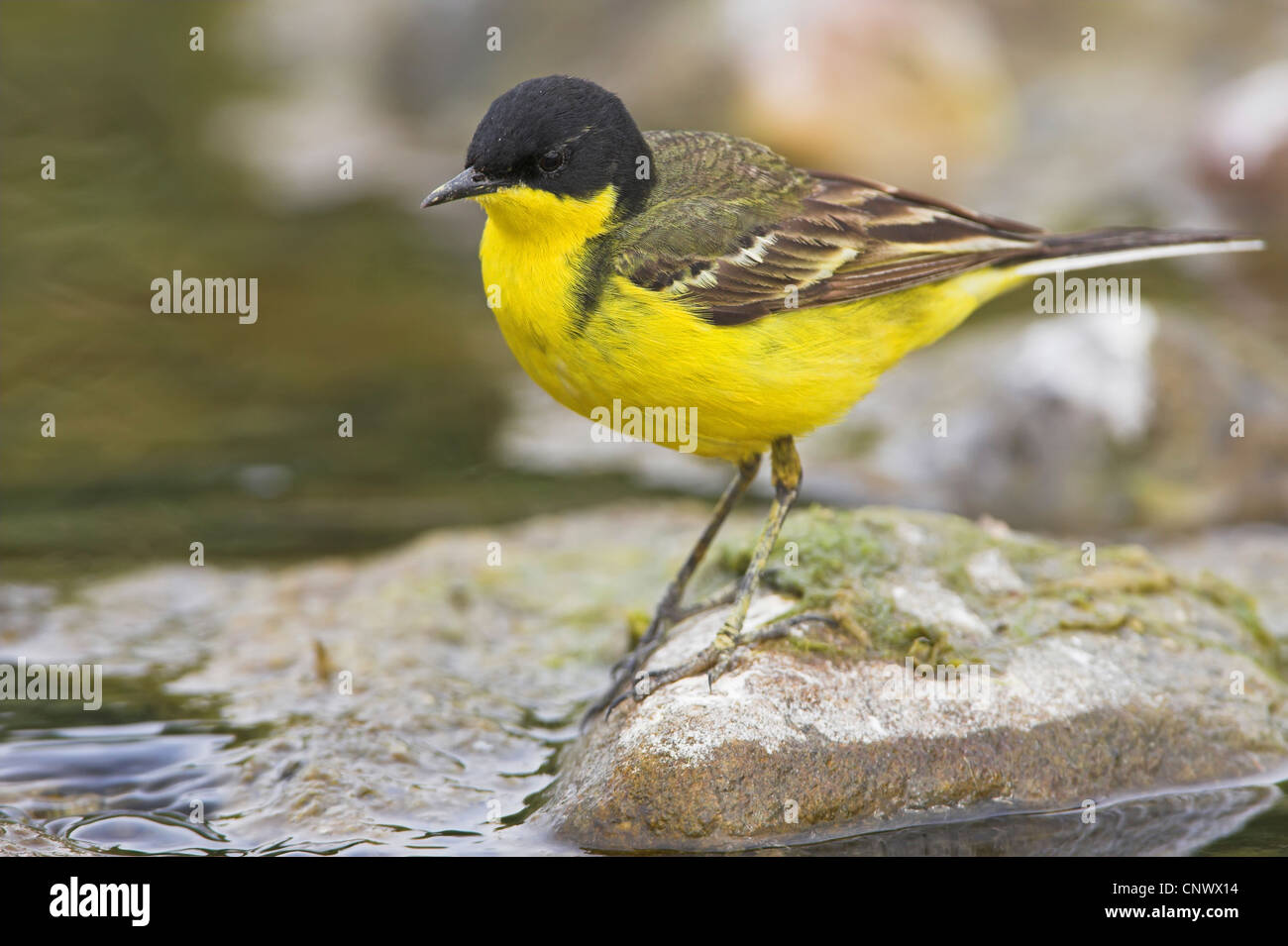 Bergeronnette printanière-noir (Motacilla flava feldegg, Motacilla feldegg), debout sur une pierre, la Grèce, Lesbos, Faneromeni Banque D'Images