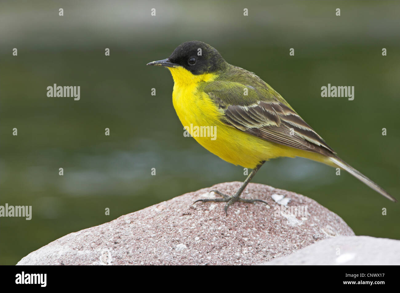 Bergeronnette printanière-noir (Motacilla flava feldegg, Motacilla feldegg), debout sur une pierre, la Grèce, Lesbos, Faneromeni Banque D'Images