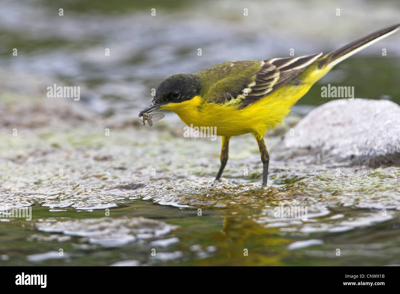 Bergeronnette printanière-noir (Motacilla flava feldegg, Motacilla feldegg), attraper des insectes dans l'eau, de la Grèce, Lesbos, Kalloni Salt Pans Banque D'Images