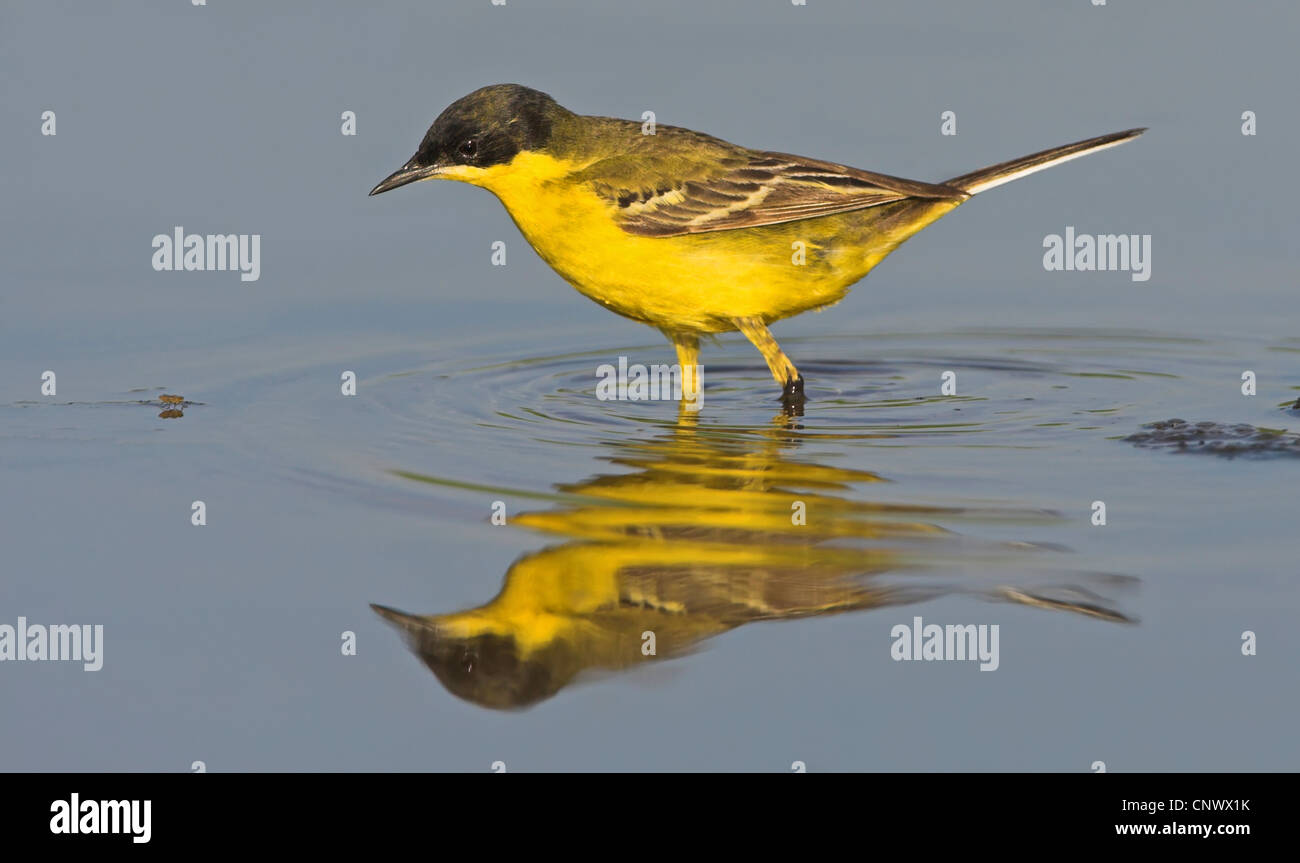 Bergeronnette printanière-noir (Motacilla flava feldegg, Motacilla feldegg), la chasse dans l'eau, de la Grèce, Lesbos, Kalloni Salt Pans Banque D'Images