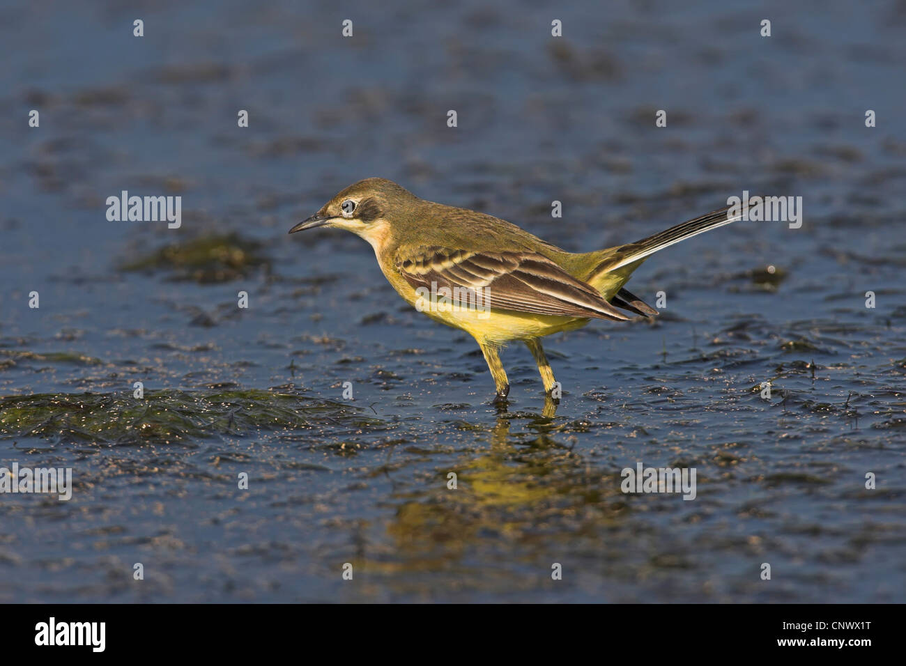Bergeronnette printanière-noir (Motacilla flava feldegg, Motacilla feldegg), la chasse dans l'eau, de la Grèce, Lesbos, Kalloni Salt Pans Banque D'Images