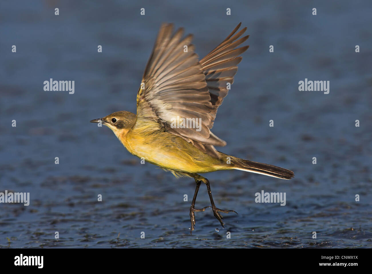 Bergeronnette printanière-noir (Motacilla flava feldegg, Motacilla feldegg), à partir de l'eau, Grèce, Lesbos, Kalloni Salt Pans Banque D'Images