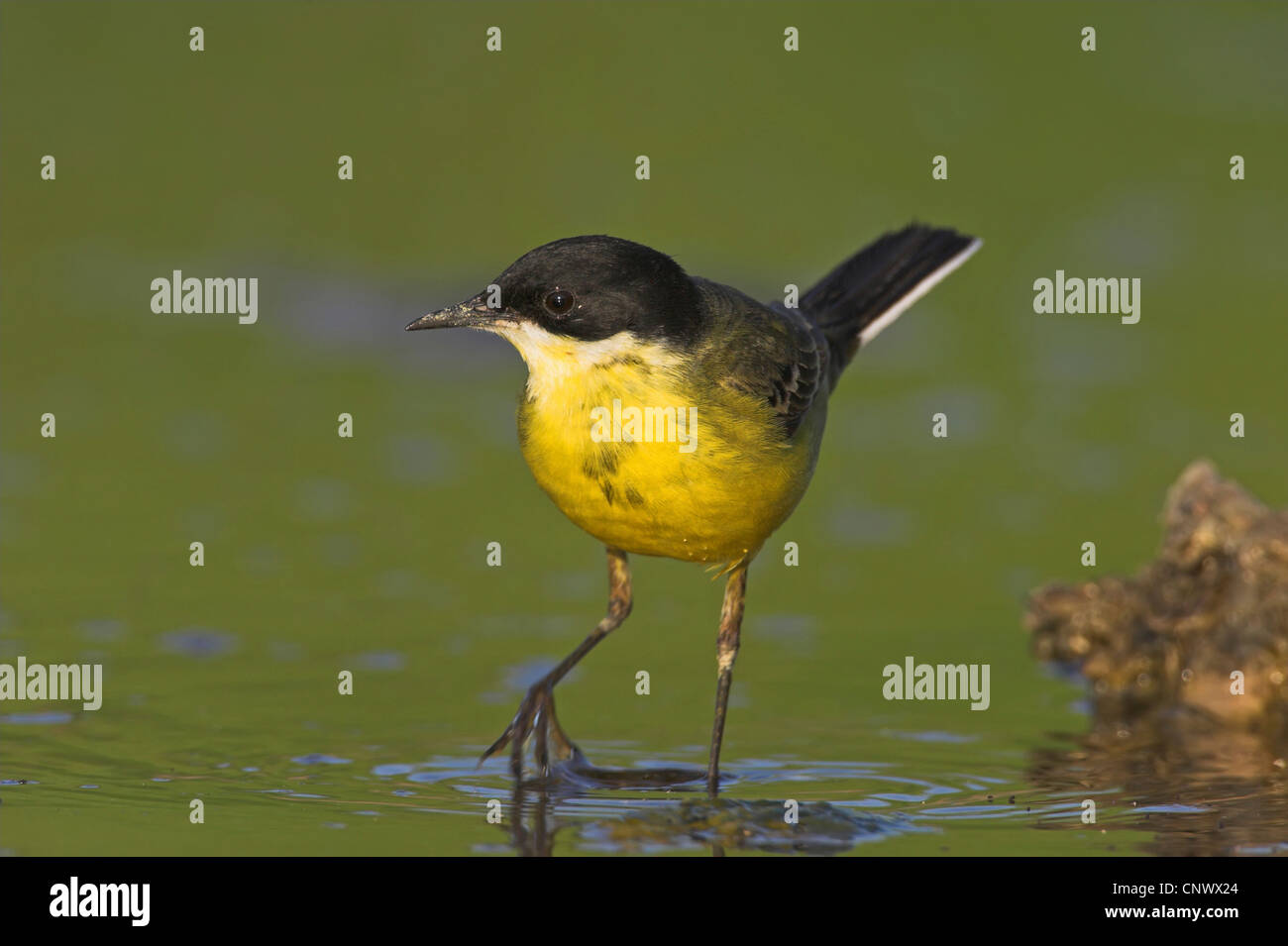 Bergeronnette printanière-noir (Motacilla flava feldegg, Motacilla feldegg), marcher dans l'eau, Grèce, Lesbos, Kalloni Salt Pans Banque D'Images